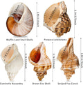 5PCS Extra Large Hermit Crab Shells 3"-4.7", Opening 1.6"-2.7"