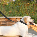 PenSeepet Dog Leash 6 FT Padded Handle Nylon Reflective Dogs Leashes for Medium Dogs Black
