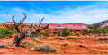 48x20 in Reptile Habitat Backdrop Blue Sky Oasis Desert Terrarium Backdrop