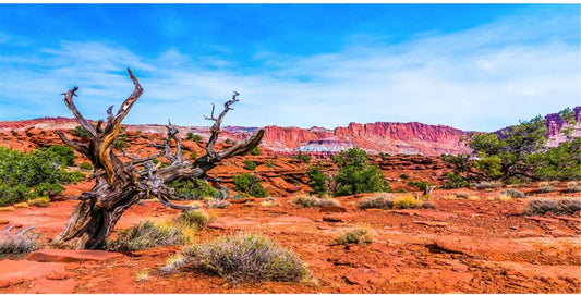48x20 in Reptile Habitat Backdrop Blue Sky Oasis Desert Terrarium Backdrop