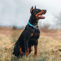 Martingale Collar for Large Dogs, Reflective Chain Dog Collar Green, L