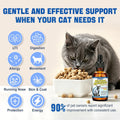 Cat Antibiotic for Infections, UTIs, Respiratory Moments, Cold, & Allergies