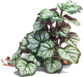 Woyrise Artificial Reptile Plants for Terrarium, Habitat Decor, Fake Plant