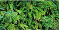 48x24 in Terrarium Backdrop Rainforest Plant Reptile Habitat Background