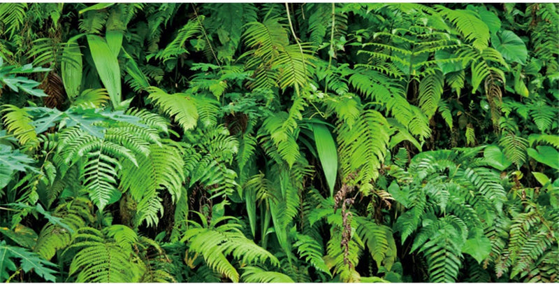 48x24 in Terrarium Backdrop Rainforest Plant Reptile Habitat Background