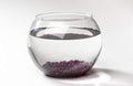 Pisces AM-BETTA105 17 oz Violet Betta Jewels, One Size