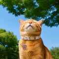 2 Pack Cotton Cat Collar Cute Kitten Collar White Puppy and Orange Pumpkin