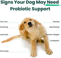 Paw Balance Dog Probiotics and Multivitamin Chews for Digestive Health, Immune Support, Gut Health, Allergy Support, Dog Vitamins, with Vitamin C, Omega 3, Colostrum, 60 Soft Chews per Jar