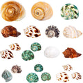 21PCS Hermit Crab Shells 1.3"-3.2", Growth Turbo Seashells