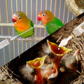 SQUSIMEI 8 Pcs Bird Feeding Syringe Set Feeding Tubes for Baby Birds Parrot Hand Feeding Syringe Pet Syringe Feeding Tube Stainless Steel Metal Feeding Spoon Small Animals (30ml-Set of Eight)