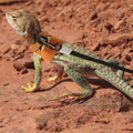 Gosknor Bearded Dragon Harness and Leash Set, 3 Sizes Super Leather Vest with Retractable Rope, Brown