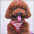 Fancy Pinky Crystal Heart Pet Cat Dog Necklace Jewelry with Bling Pearls Rhinestones Charm for Pets Cats Small Dogs Girl
