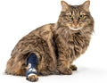 Balto Feline Hock Brace – Cat Ankle Brace – Brace with Aluminum Splints – Pre/Post Surgery Helps Support Arthritis and U