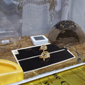 2Pack 20W Reptile Heating Pad Mat Under Tank with Temperature Adjustment