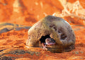 Exo Terra Gecko Cave for Reptiles and Amphibians, Reptile Hideout, Medium