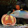 LIOOBO Fish Shrimp Hideout House Thanksgiving Fish Tank Aquarium Decor Pumpkin House Cave Betta Toys Thanksgiving Day De