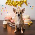 Tucnoeu 10pcs Colorful Mini Party Hats, Cute Party Hats for Stuffed Animals