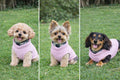 JACKO & CO - Fleece Vest Dog Sweater with Leash Ring - Soft, Warm & Lightweight Pullover Coat for Small & Medium Dogs, Puppies & Cats - Cozy Fall/Winter/Spring Pet Jacket (Pink Lemonade, L 10-16lbs)