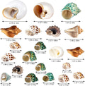 21PCS Hermit Crab Shells 1.3"-3.2", Growth Turbo Seashells