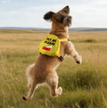 Funny Dog Slogan Travel Bag Pet Me Please Dog Backpack Dog Walking Puppy Snack Storage (PET ME Please)