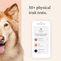 Wisdom Panel Premium Dog DNA Kit: Most Comprehensive with 265+ Health Tests, Identify 365+ Dog Breeds, 50+ Traits, Relatives, Ancestry, Genetic Diversity - Pack of 1