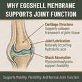 Eggshell Membrane Collagen for Horses - Joint Support 5.5 oz