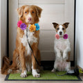 Saintrygo 20 Pieces Dog Collar Flowers Multi Color Pet Bow Ties Flower Collars for Dogs Grooming Cat Puppy Accessories