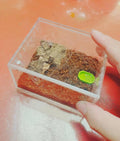 Insect breeding Box Reptile Feeding Box, Waterproof Enclosure Enclosure for arboreal Tarantula Scorpion Sling Lizards Sn