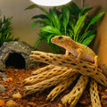Koyal Wholesale Natural Cholla Wood Aquarium Branches, Airplants Decor, Reptile Perch, Untreated Cholla Wood Piece, Aqua