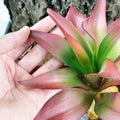 Woyrise Reptile Plants for Desert Terrarium,Habitat Decor,Succulent Plant