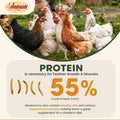 Adaman Dried Mealworms -10 LBS- 100% Natural Non GMO High Protein Mealworms - Bulk Meal Worms for Chickens & Birds, Ducks - Best Chicken Treats, Bird Food, Turtle Food