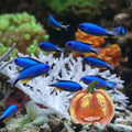 LIOOBO Fish Shrimp Hideout House Thanksgiving Fish Tank Aquarium Decor Pumpkin House Cave Betta Toys Thanksgiving Day De