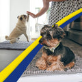 Muddy Mat® Pack of 3 Highly Absorbent Microfiber Dog Door Mat and Pet Rug, Non Slip Thick Washable Area Mat Soft Chenill