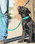 6FT Reflective Dog Leash, Padded Handle for Small Medium Dogs