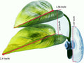 2PCS Aqua Betta Fish Leaf Soft Bed Simulating The Natural Habitat for Betta Spawning Grounds Breeding Resting Bed Betta 
