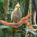 6-Piece Premium Bird Perch Stand with Natural Grape Wood Branch, Paw Grinding Fork, Chewing Stick, Cage Accessories for 