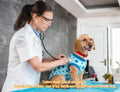 Dog Surgery Recovery Suit After Spay - Dogs Cone Alternative Onesie with Pee Hole, Breathable Anti Licking Neuter Post S