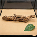 DECHOUS Reptile Branches Wood Log, Lizard Natural Climbing Branch for Terrarium Habitat, Bearded Dragon Tank Accessories