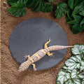Reptile Basking Platform Rock Tortoise Habitat Slate Rock for Reptiles Food Dish Landscape Habitat Decor Accessories for