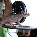 AIICIOO Gecko Feeder Ledge with 6 Pack Plastic Bowls Crested Gecko Food Dish Strong Magnetic Reptile Food Feeder Water D