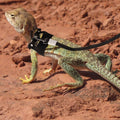Gosknor Bearded Dragon Harness and Leash Set, 3 Sizes Super Leather Harnesses with Retractable Leash for Reptile Walking