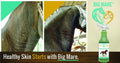 Big Mare Horse Skin & Wound Care Spray, 32 oz | Antibacterial & Antifungal No-Sting Equine Formula for Scratches, Rain R