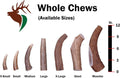 Elkhorn Premium Chews – X Large Whole Single Elk Antler Chew (7-10” Long)