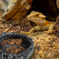Reptile Water Dish Food Bowl for Bearded Dragon Tank Accessories, Reptile Rock Feeder for Tank 2 Pack Corner Resin Terra