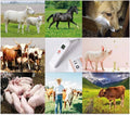 Animal Electronic Ehermometer Pet Thermometer Digital Thermometer is a Fast Rectal Thermometer for Dogs,Horse, Cats, Pigs,Sheep