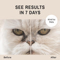 Eye Envy Cat Tear Stain Remover Starter Kit. Gentle, Natural, Safe. Contains: Stain Solution, Applicator Pads, and Stain