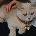 DORUI 4 Cat Bells, Copper Bell for Dog and Cat Collar, Pet Tracker Training Bells for Small Medium Large Dogs(Mix color)