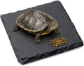 Turtle Slate Rock Reptiles Basking Platform