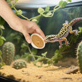 Paper Gecko Feeding Cups, Paper Bowls Reptiles Food and Water Feeder Ledge Cups for Lizars,Bearded Dragon,Snake,Crabs, 1