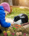 ERKOON 33PCS Bunny Chew Toys for Rabbits Teeth, Natural Rabbit Toys Apple Wood Sticks, Carrot, Timothy Grass Treats for 